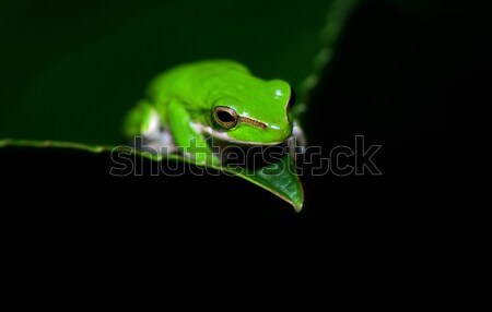 green tree frog Stock photo © clearviewstock