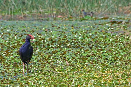 water hen in wetlands Stock photo © clearviewstock