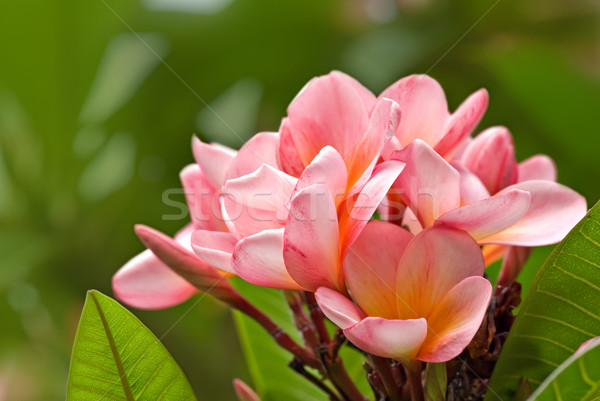 Mooie roze bloem natuur plant foto Stockfoto © clearviewstock