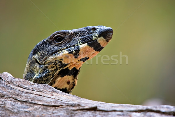 goanna looking over log Stock photo © clearviewstock