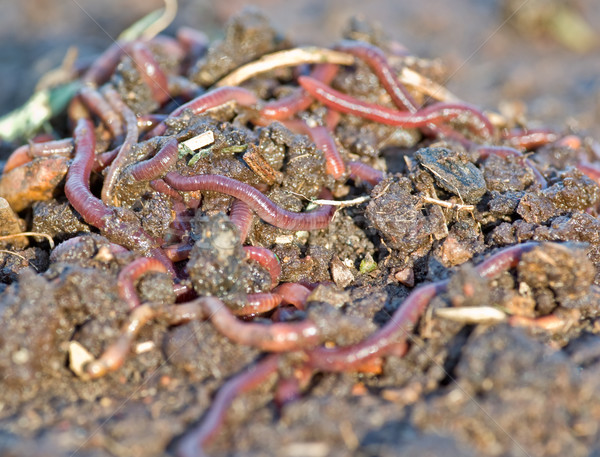 garden worms Stock photo © clearviewstock