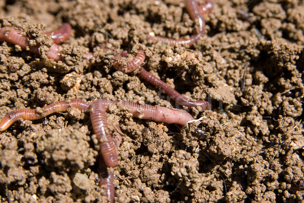 Schmutz Garten Natur Fischerei Tier Bild Stock foto © clearviewstock