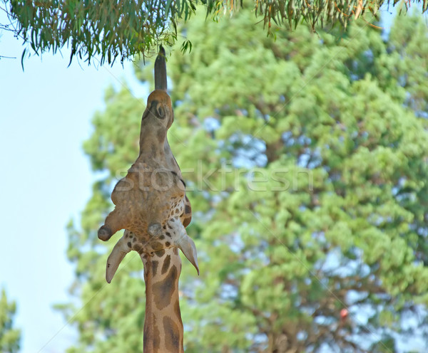 Ajunge girafă afara frunze copac animal Imagine de stoc © clearviewstock