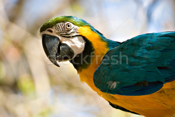 Stock photo: macaw looking back