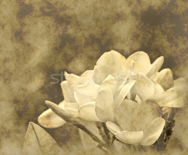 frangipani grunge Stock photo © clearviewstock