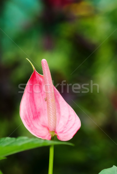 pink arum lily Stock photo © clearviewstock