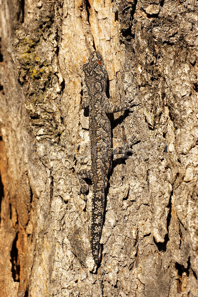 strophurus intermedius Stock photo © clearviewstock
