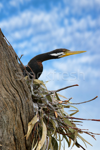 pied cormorant Stock photo © clearviewstock