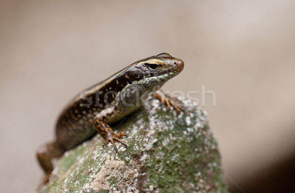 skink lizard on a rock Stock photo © clearviewstock