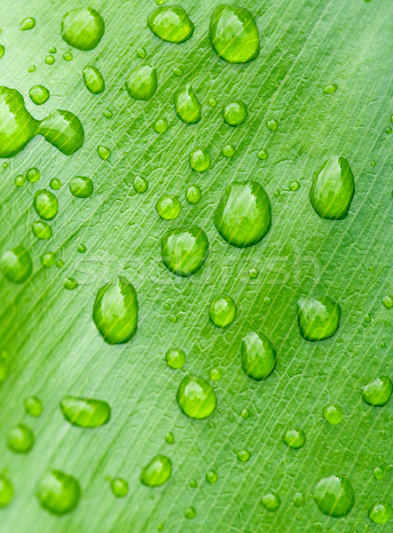Stockfoto: Waterdruppels · blad · groot · afbeelding · gras · regen