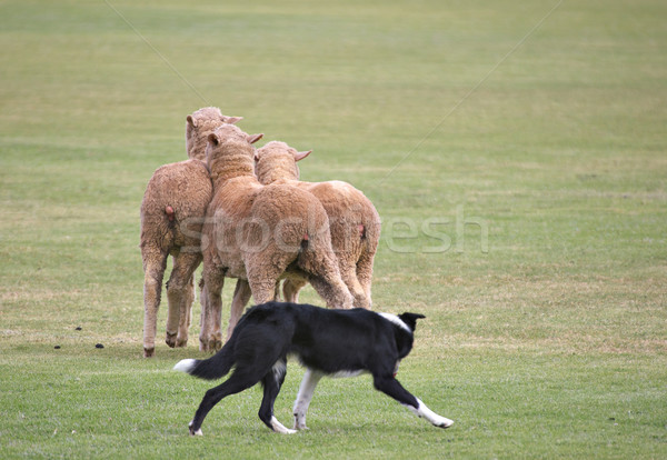 getting away Stock photo © clearviewstock