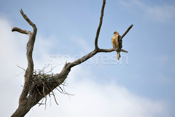 whistling kite Stock photo © clearviewstock