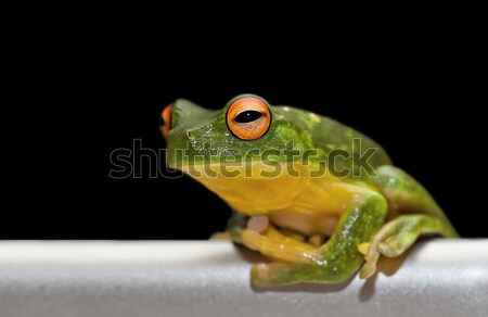 Stock photo: tree frog on metal rail