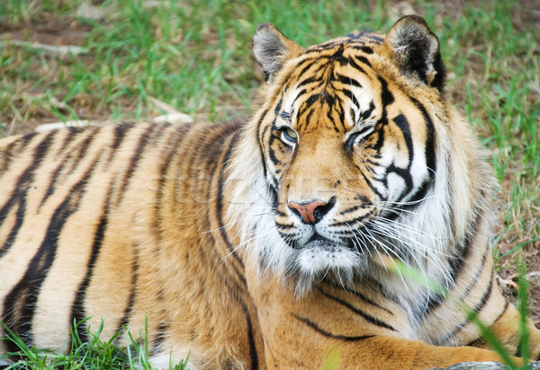 Tygrys obraz duży mężczyzna Zdjęcia stock © clearviewstock