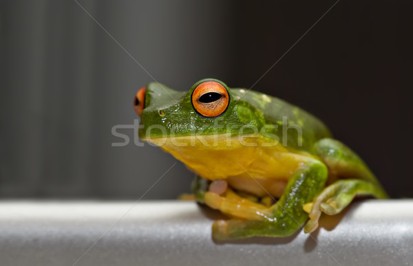 tree frog on metal Stock photo © clearviewstock