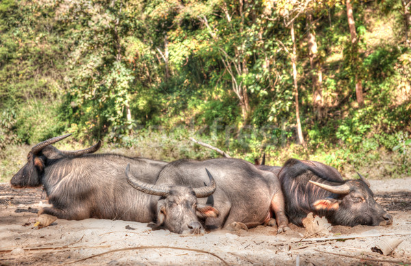 sleeping water buffalo Stock photo © clearviewstock