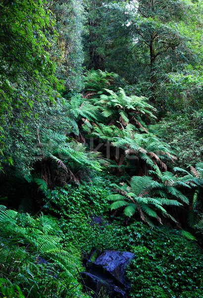 forest Stock photo © clearviewstock
