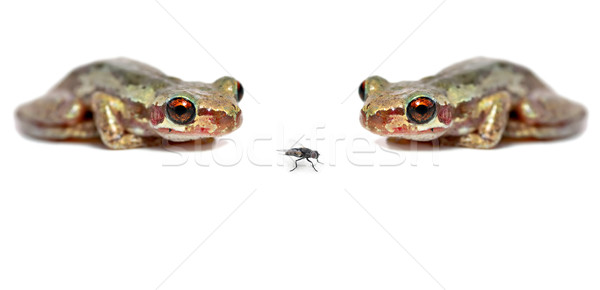 two frogs one fly Stock photo © clearviewstock