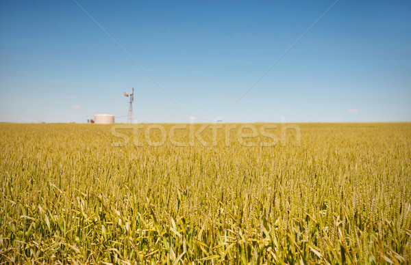 Foto stock: Fazenda · campos · trigo · moinho · de · vento · sul · da · austrália