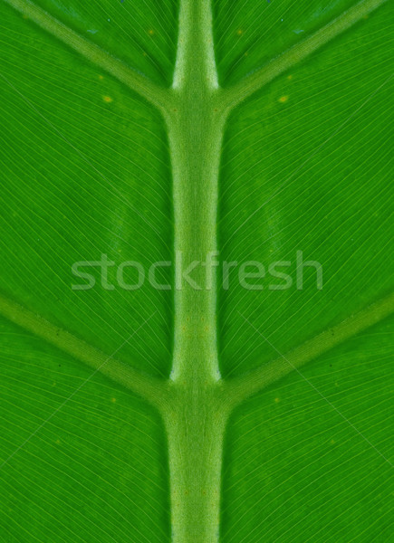 Stok fotoğraf: Simetri · simetrik · yeşil · palmiye · yaprağı · doğa · ağaç