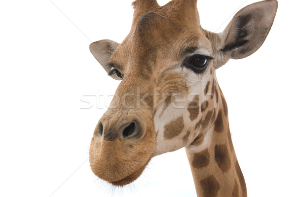 closeup giraffe on white Stock photo © clearviewstock