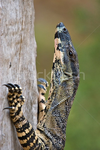 climbing goanna Stock photo © clearviewstock