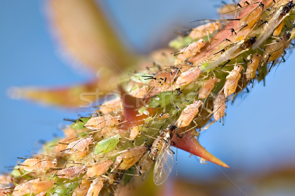 aphids Stock photo © clearviewstock