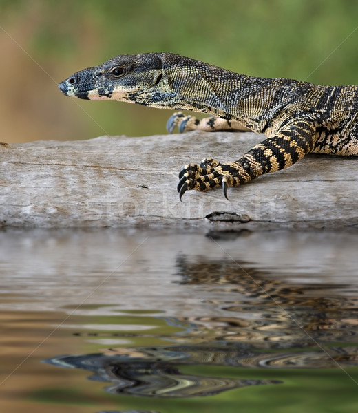 goanna balance Stock photo © clearviewstock