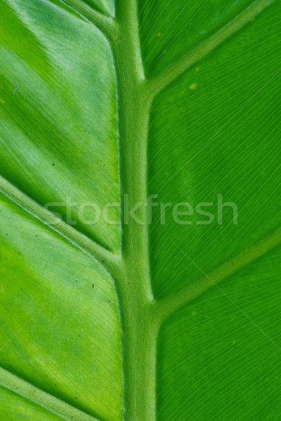 Vert feuille de palmier parfait nature image texture [[stock_photo]] © clearviewstock