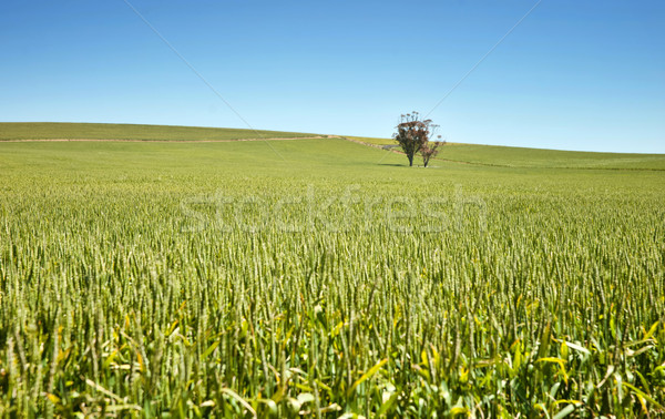 [[stock_photo]]: Ferme · champs · blé · arbre · campagne · australie · du · sud