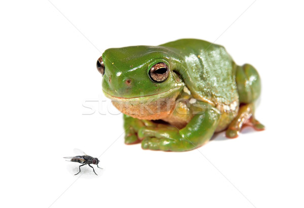 green tree frog and a fly Stock photo © clearviewstock