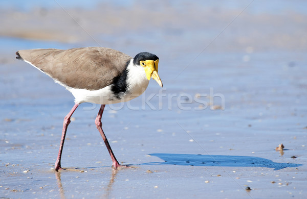 masked lapwing on beach Stock photo © clearviewstock