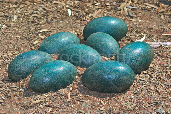 green emu eggs in the dirt Stock photo © clearviewstock