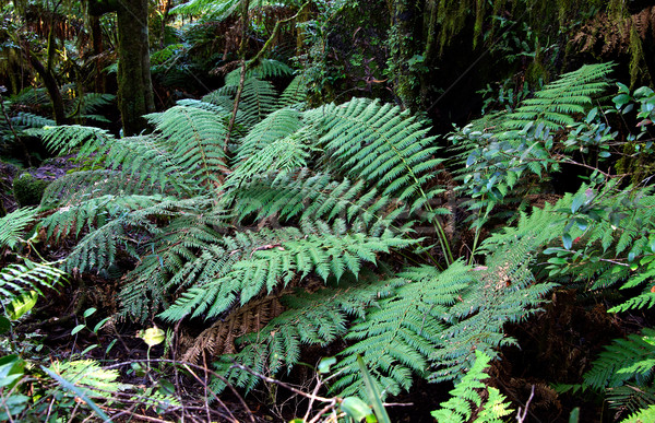ferns Stock photo © clearviewstock