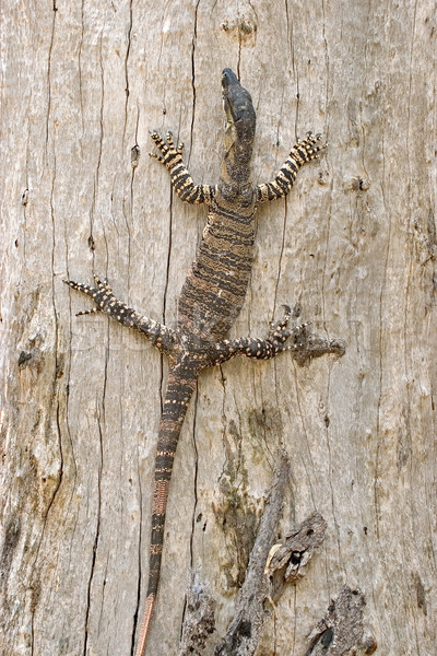 goanna just hanging around Stock photo © clearviewstock