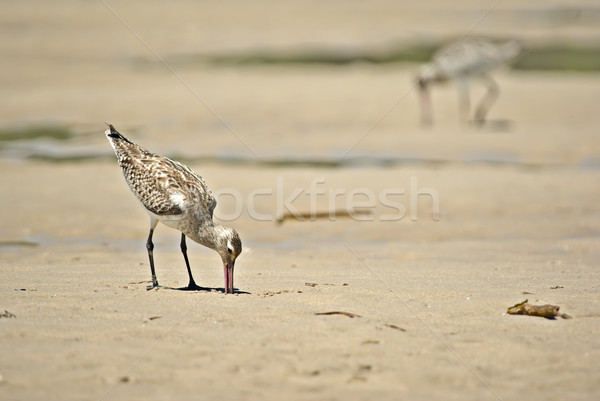 Arena gaitero alimentos playa naturaleza aves Foto stock © clearviewstock