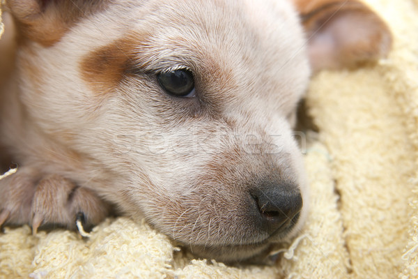 Stock fotó: Aranyos · róka · terrier · imádnivaló · hat · hét