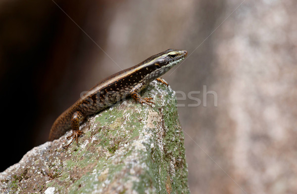 Lagarto rocha sol animal ambiente sessão Foto stock © clearviewstock