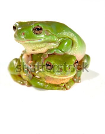 wry frog Stock photo © clearviewstock