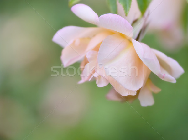 Puha rózsaszín rózsa gyönyörű kép fókusz copy space Stock fotó © clearviewstock