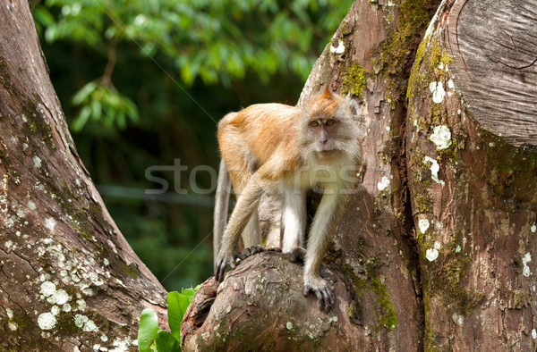 macaque monkey in tree Stock photo © clearviewstock