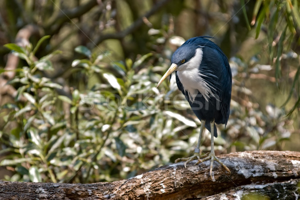 pied heron Stock photo © clearviewstock