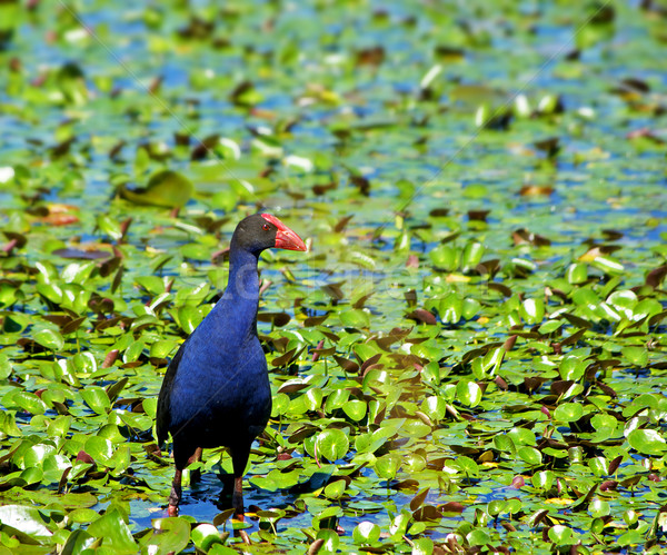 Apă gaina natură pasăre albastru lac Imagine de stoc © clearviewstock