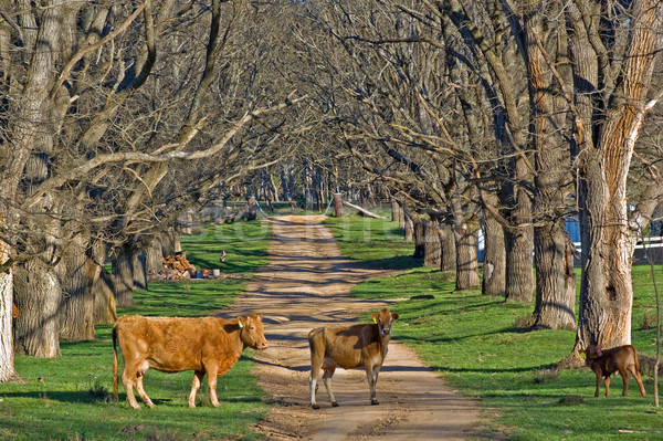 Inekler yol durmak güzel ağaç Stok fotoğraf © clearviewstock