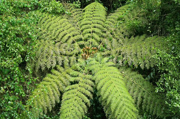 Copac ferigă pădurile tropicale imagine Imagine de stoc © clearviewstock