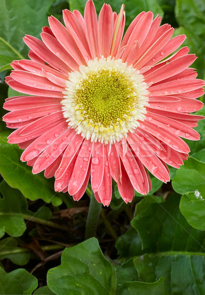 商业照片: 粉红色 · 尼斯 · 光明 ·叶· 肖像