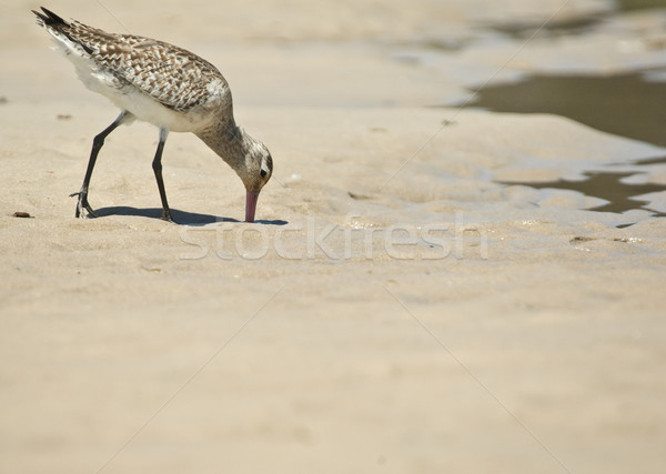 Nisip cimpoier alimente plajă natură Imagine de stoc © clearviewstock