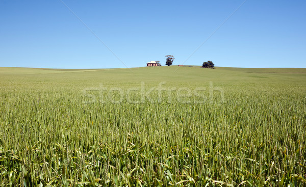 field of wheat landscape Stock photo © clearviewstock