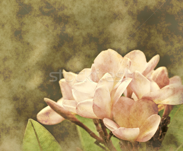 Bella fiore soft grunge stile natura Foto d'archivio © clearviewstock