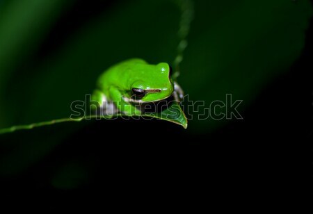 Stockfoto: Weinig · kikker · overpeinzing · dwerg · groene · boom · vergadering